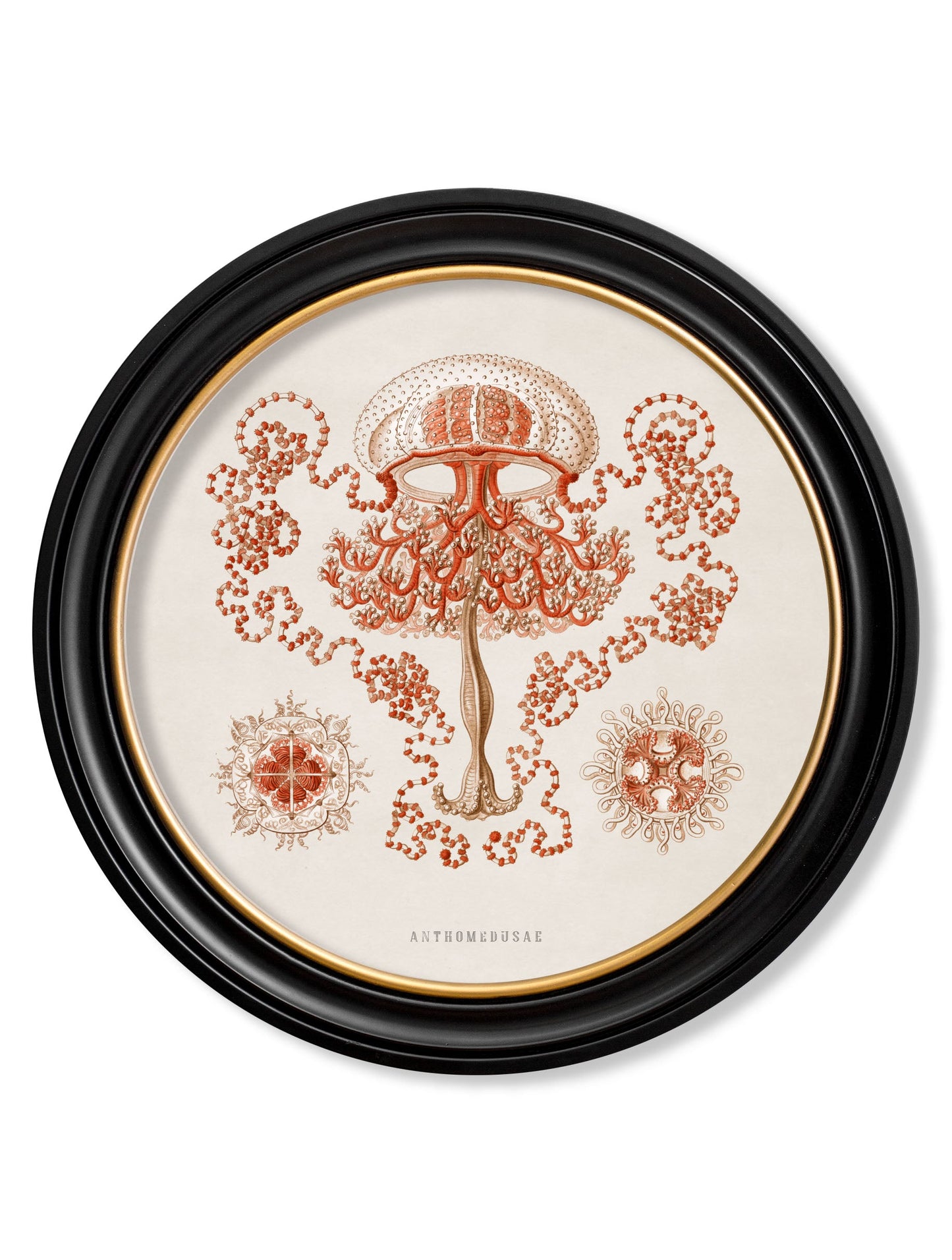 c.1904 Haeckel Sealife – Round Frames styled view – Leya Buster Interiors