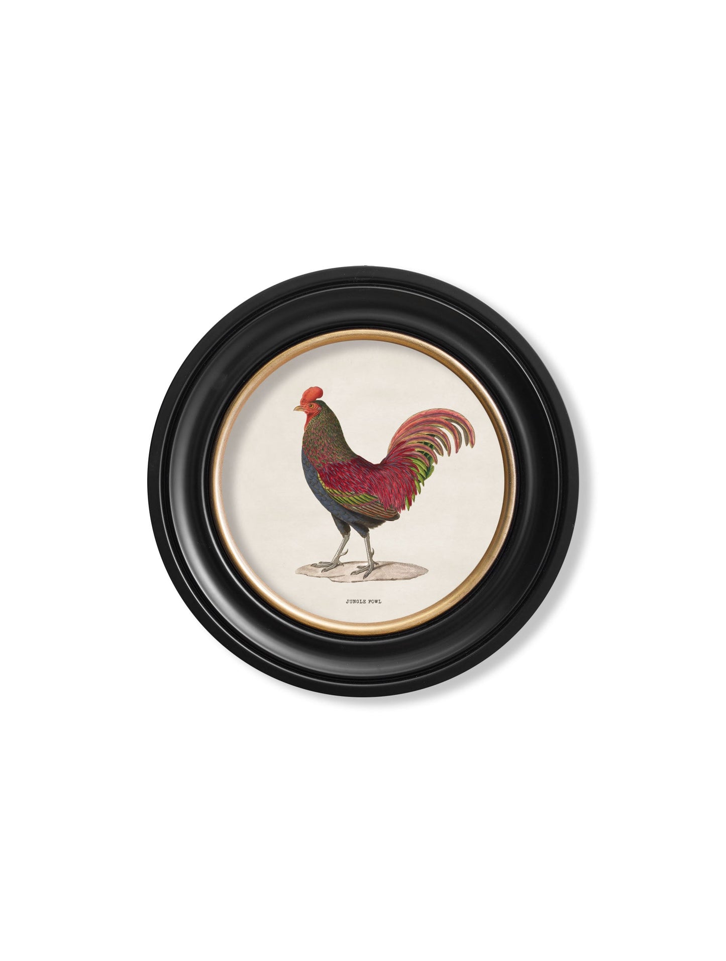 c.1838 Junglefowl in Round Frames styled view – Leya Buster Interiors