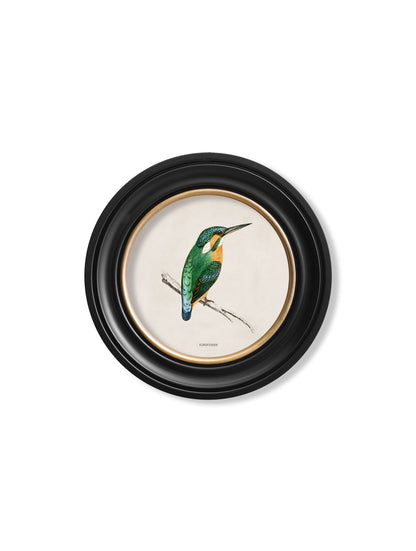 c.1870 Kingfisher and Bee Eater styled view – Leya Buster Interiors