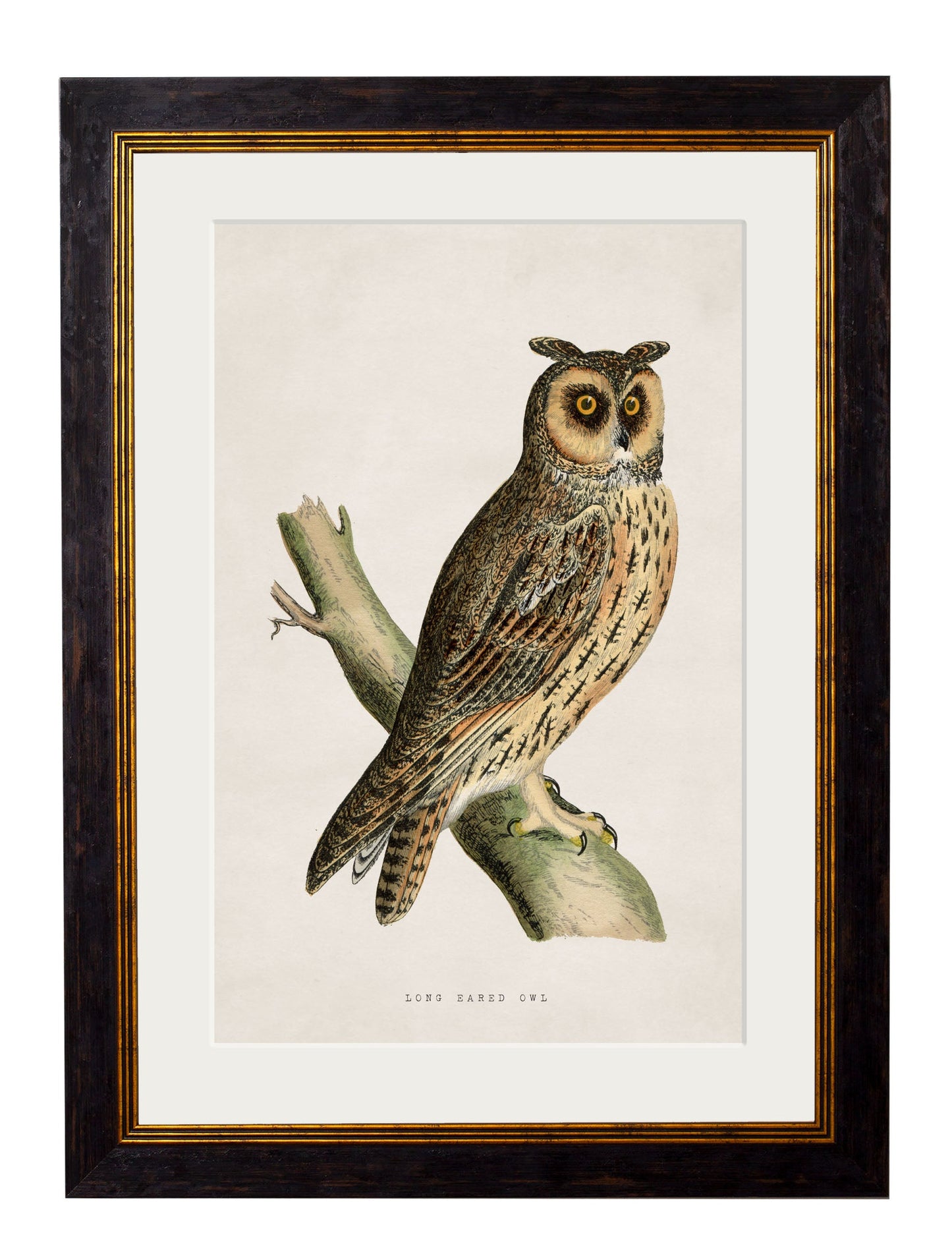 c.1870 British Owls styled view – Leya Buster Interiors