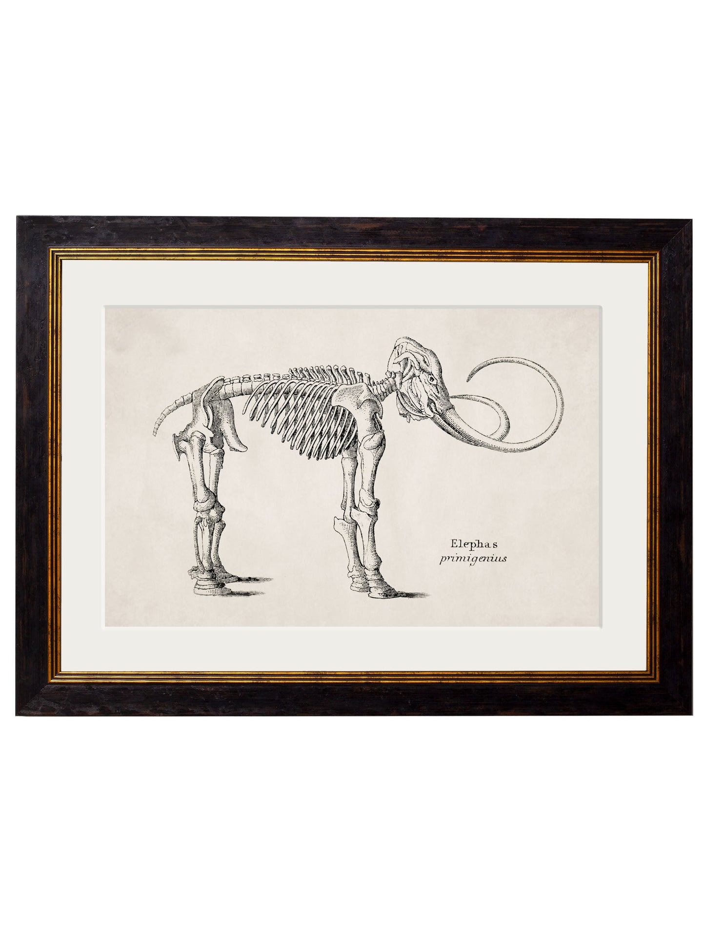 c.1870 Anatomical Skeletons styled view – Leya Buster Interiors