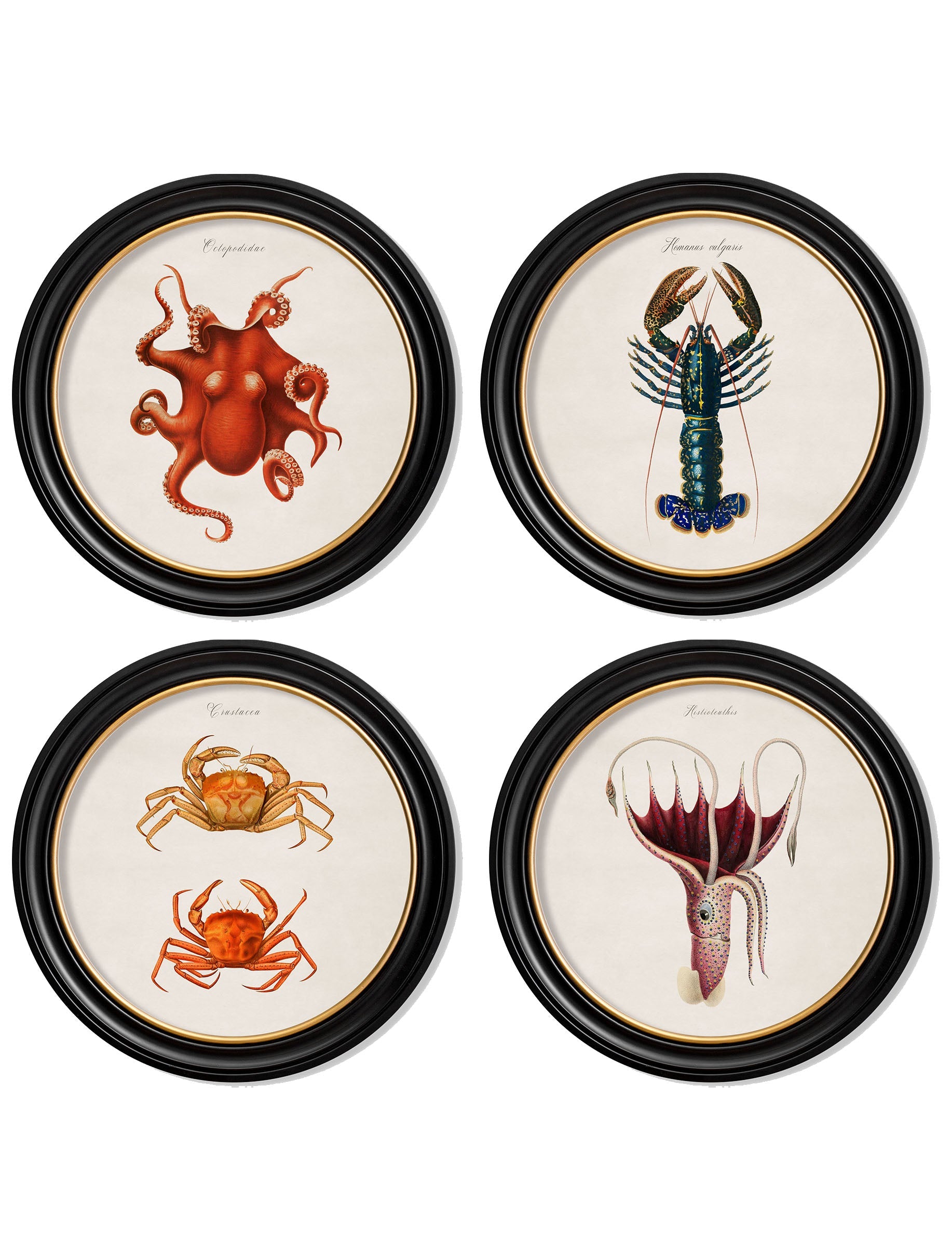 c.1876 Marine Animals in Round Frames detail – Leya Buster Interiors