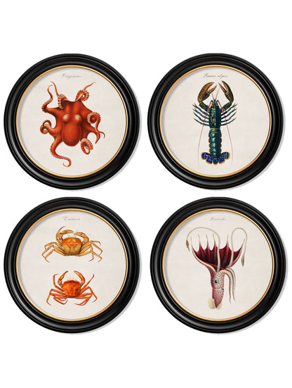c.1876 Marine Animals in Round Frames detail – Leya Buster Interiors