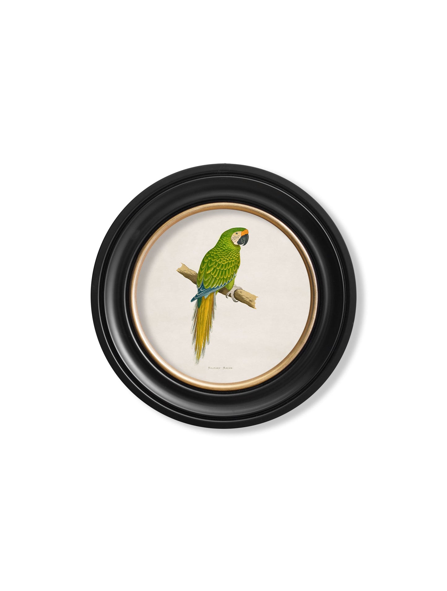 C.1884 Collection of Macaws in Round Frames styled view – Leya Buster Interiors