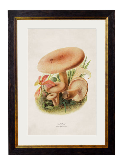 c.1913 Edible Mushrooms styled view – Leya Buster Interiors