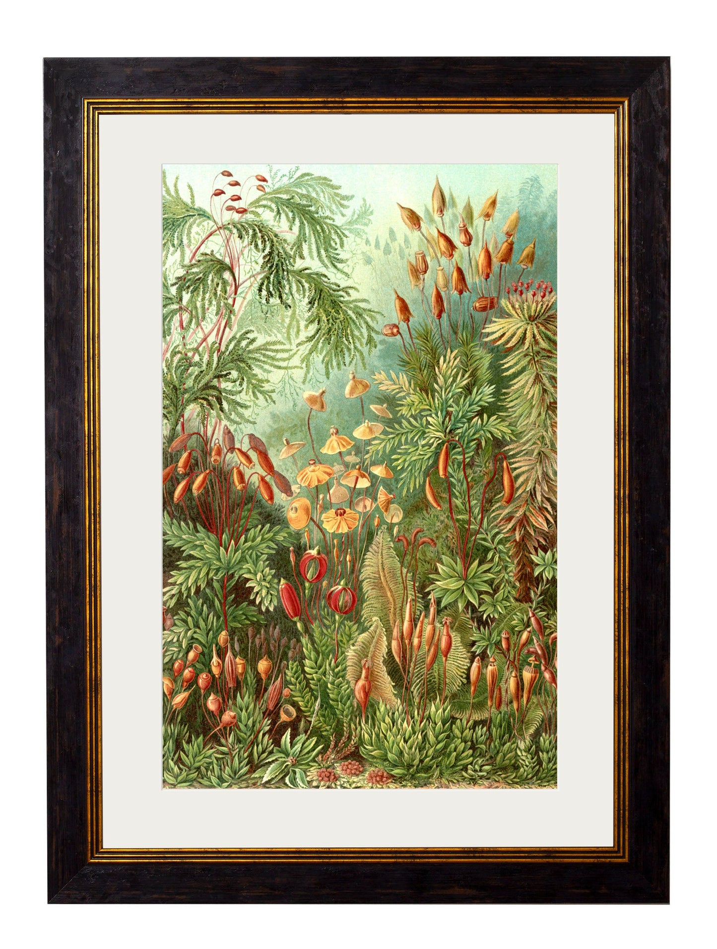 c.1904 Haeckel Flora styled view – Leya Buster Interiors