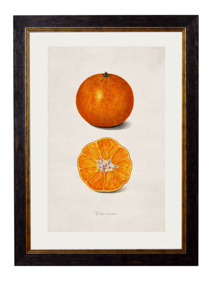 c.1886 Study of Citrus Fruit styled view – Leya Buster Interiors