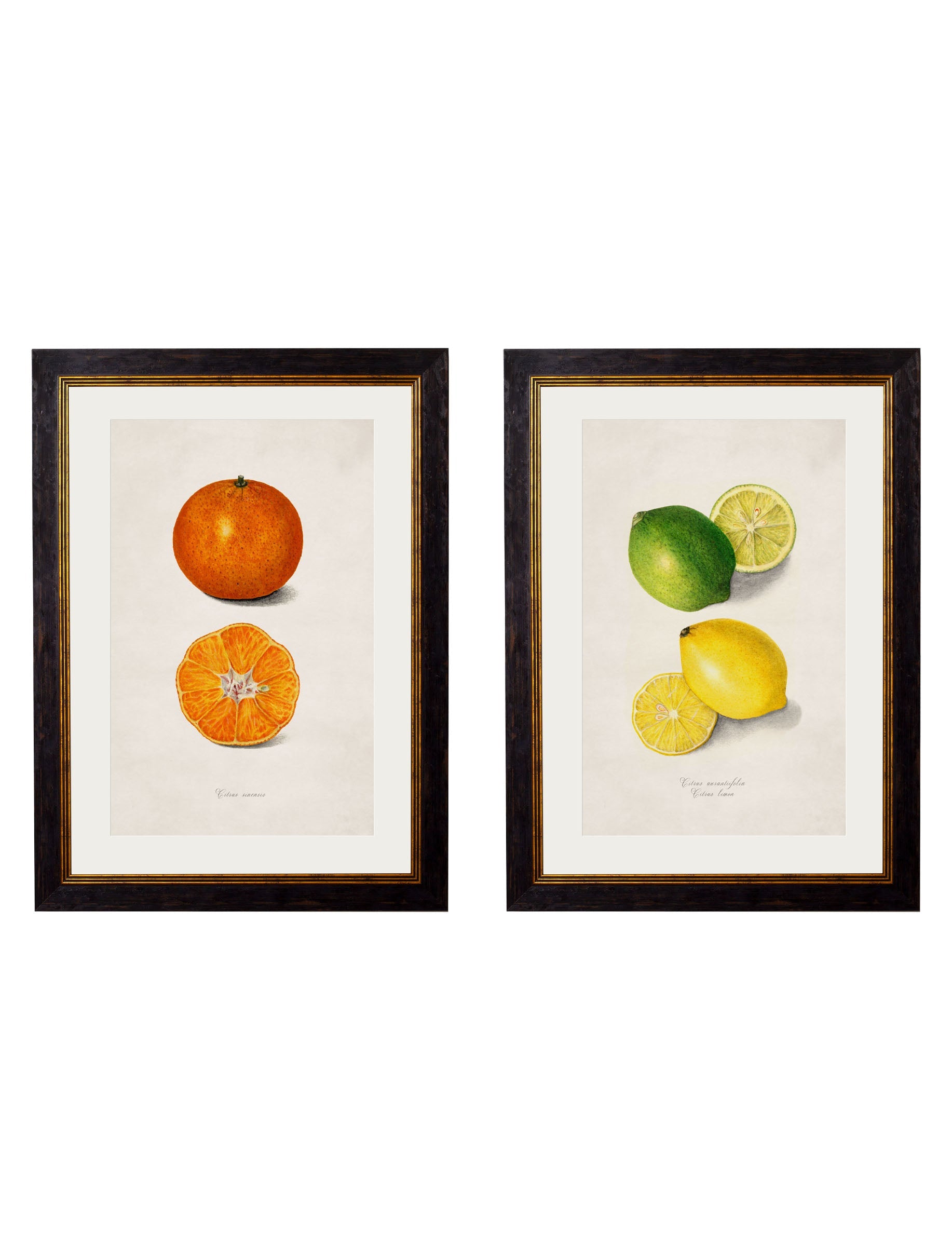 c.1886 Study of Citrus Fruit detail – Leya Buster Interiors