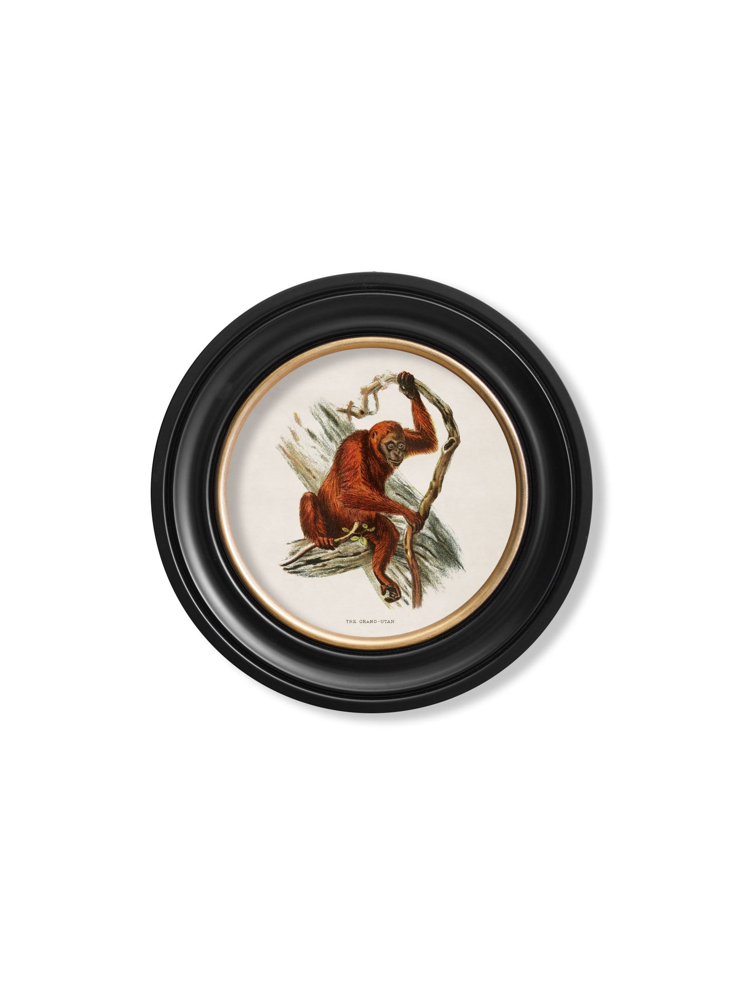 c.1910 Collection of Primates in Round Frames styled view – Leya Buster Interiors