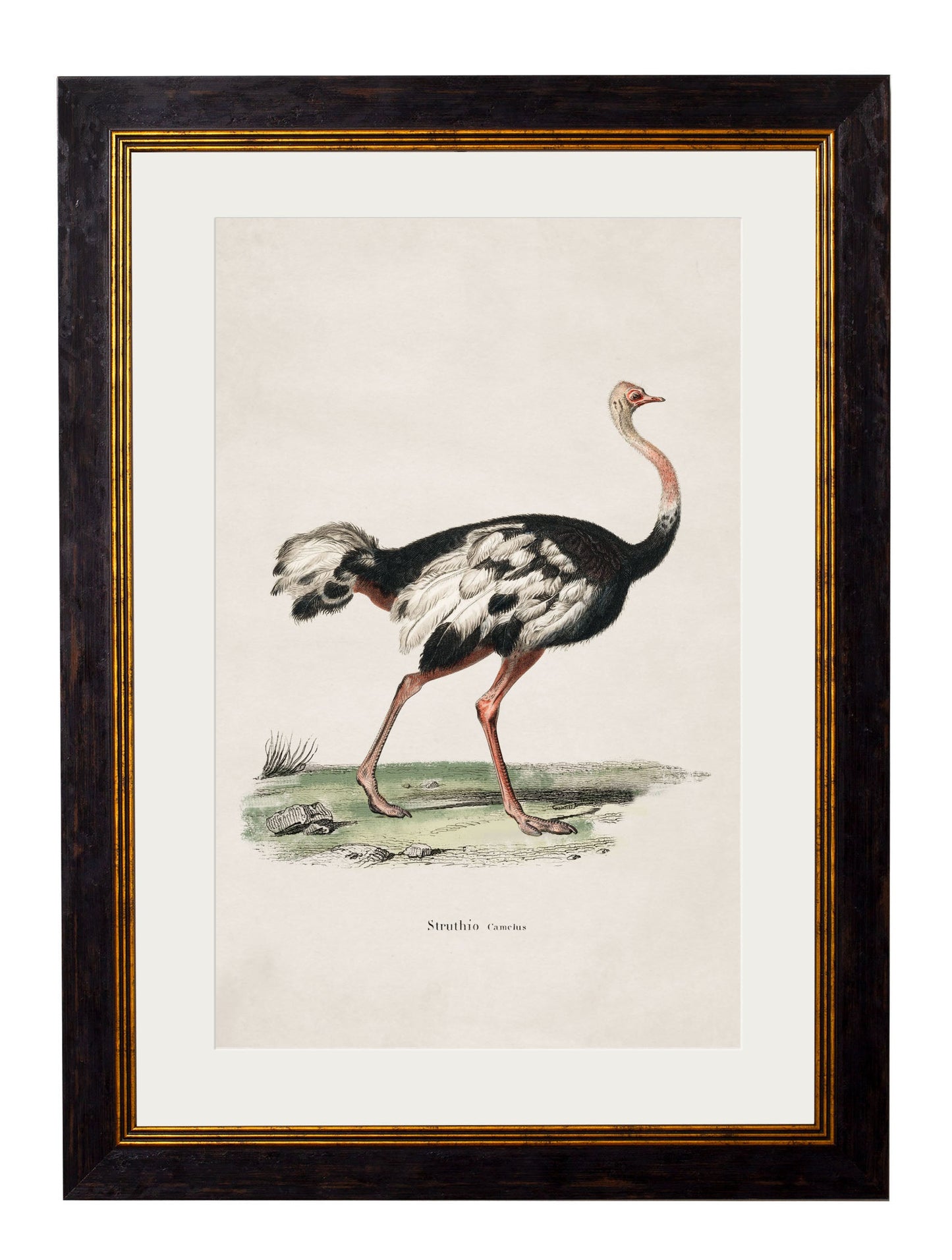 c.1846 Ostrich detail – Leya Buster Interiors