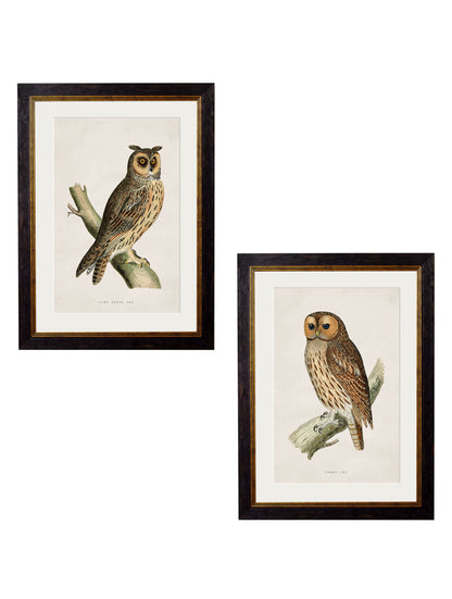 c.1870 British Owls detail – Leya Buster Interiors