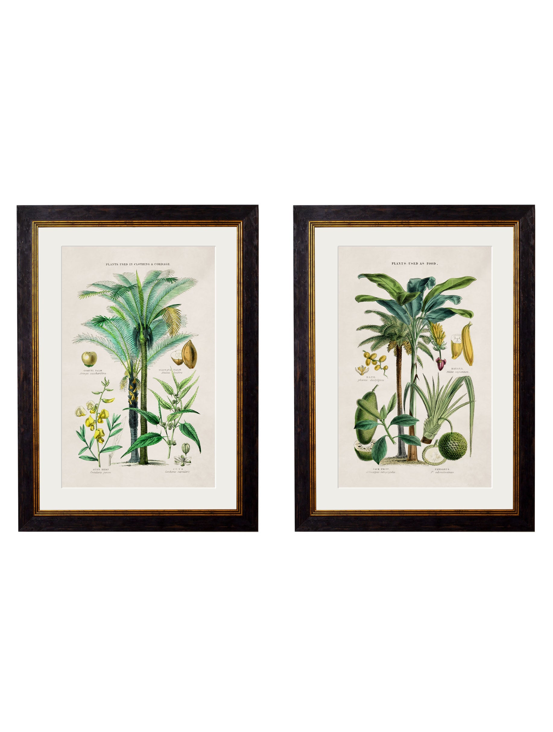 c.1877 Tropical Plants Used as Food and Clothing detail – Leya Buster Interiors