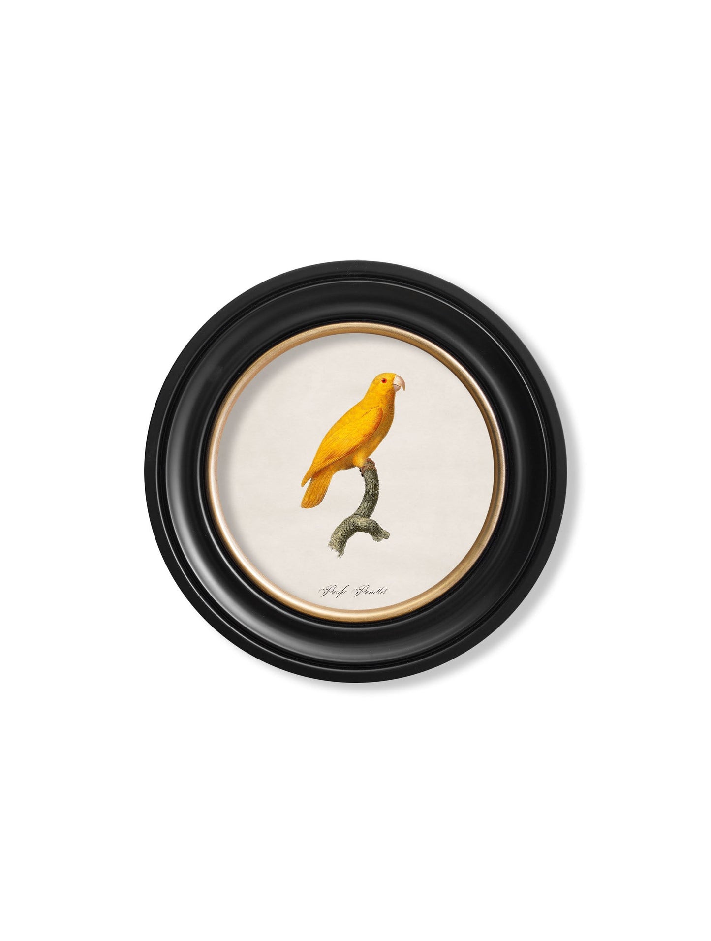 C.1800's Collection of Parrots in Round Frames 2 styled view – Leya Buster Interiors
