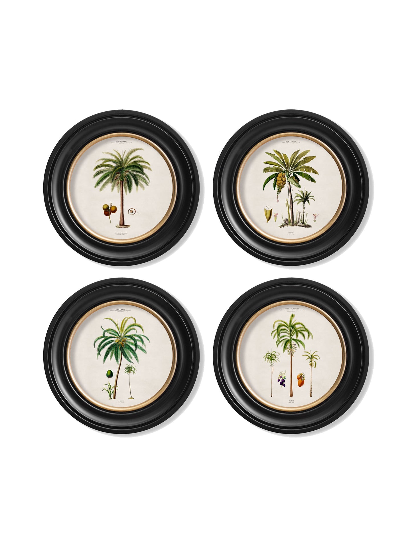 c.1843 Studies of South American Palm Trees in Round Frames styled view – Leya Buster Interiors