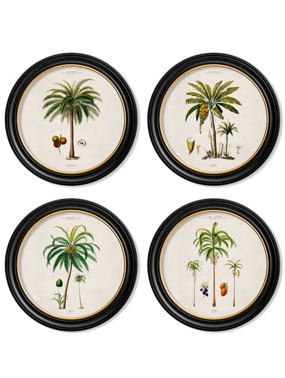 c.1843 Studies of South American Palm Trees in Round Frames detail – Leya Buster Interiors