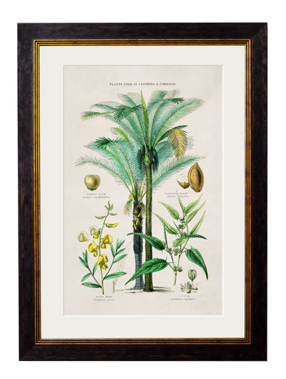 c.1877 Tropical Plants Used as Food and Clothing styled view – Leya Buster Interiors
