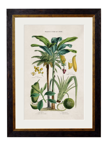 c.1877 Tropical Plants Used as Food and Clothing styled view – Leya Buster Interiors