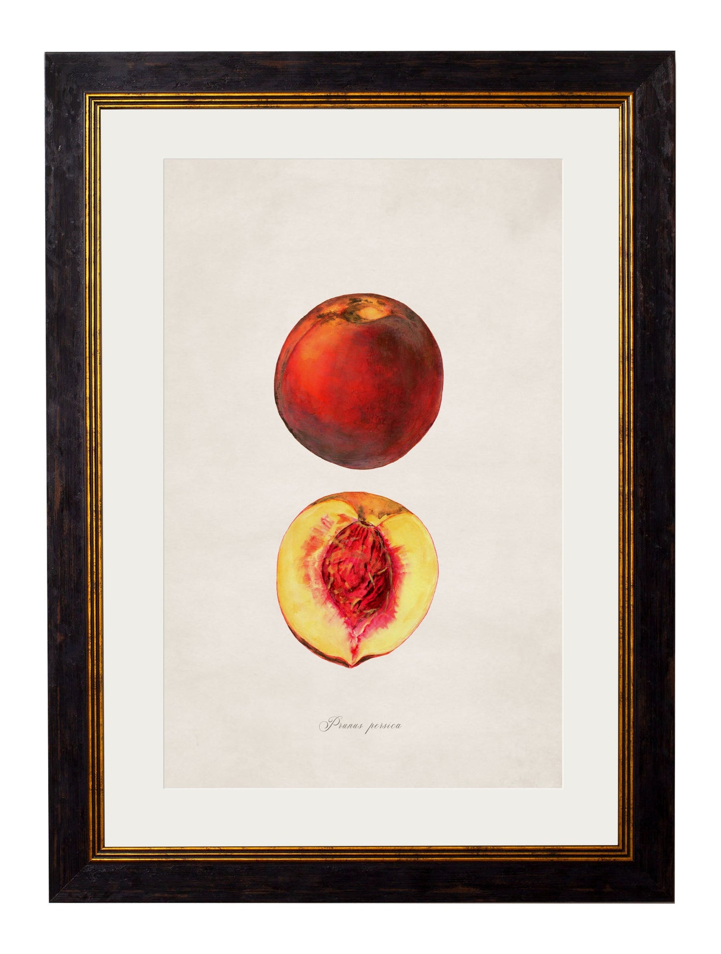 c.1886 Studies of Fruit styled view – Leya Buster Interiors