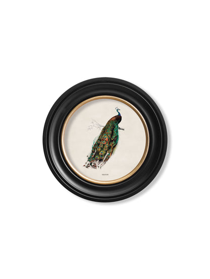c.1809 British Birds in Round Frames styled view – Leya Buster Interiors