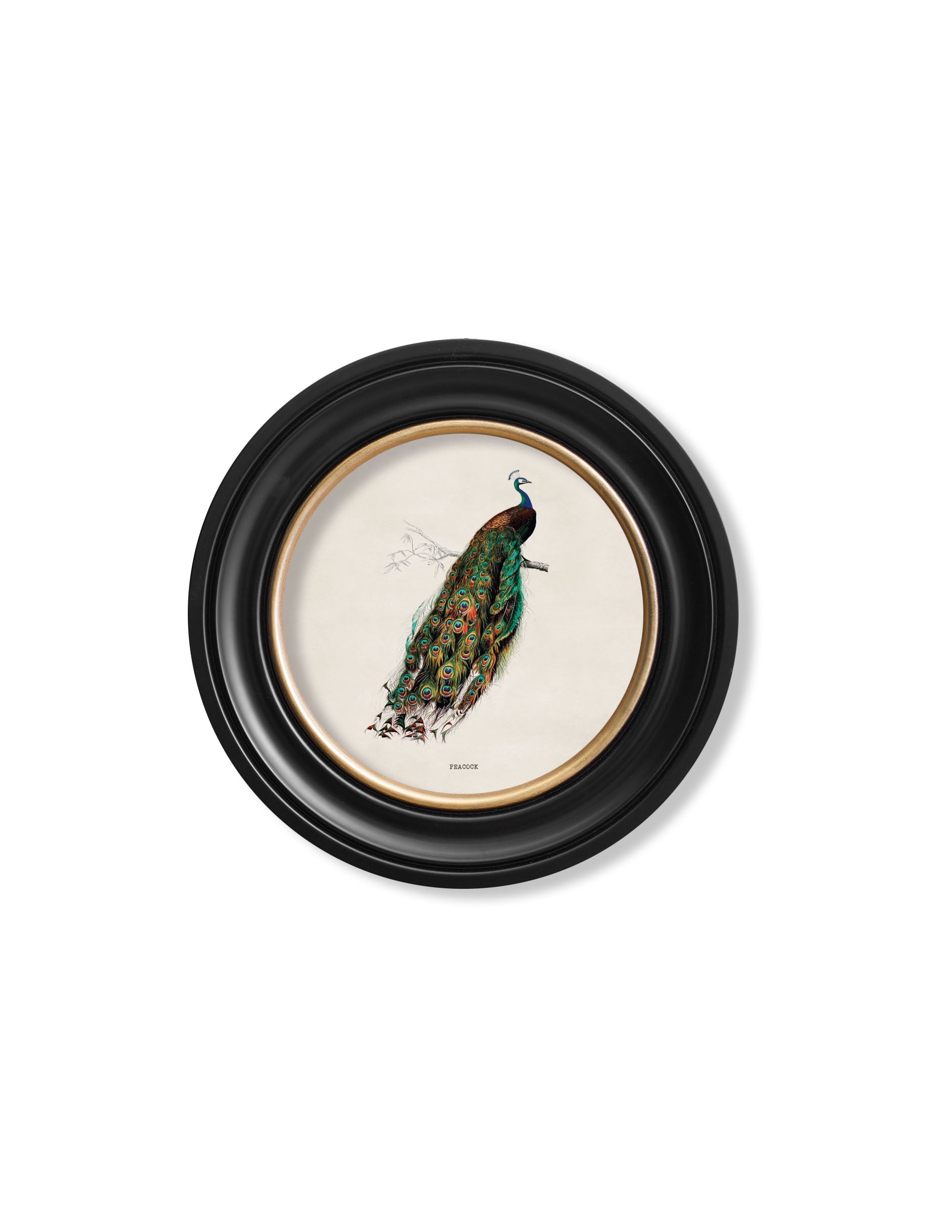 c.1847 Peacock in Round Frame – framed wall art at Leya Buster Interiors