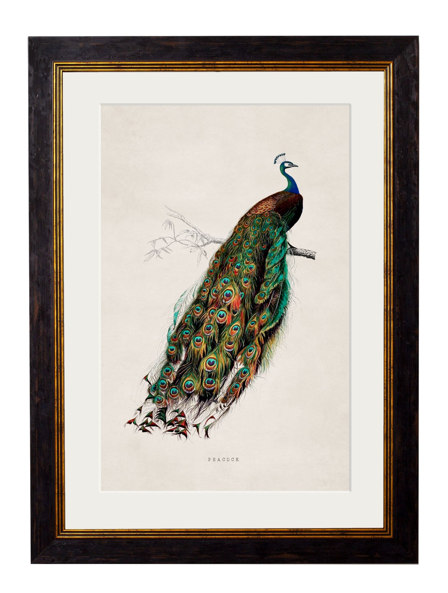 c.1847 Peacock detail – Leya Buster Interiors