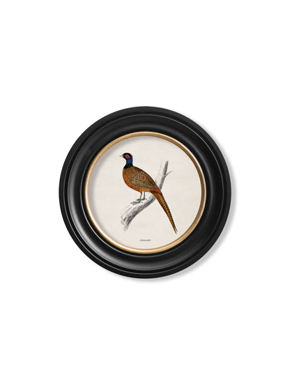c.1809 British Birds in Round Frames styled view – Leya Buster Interiors