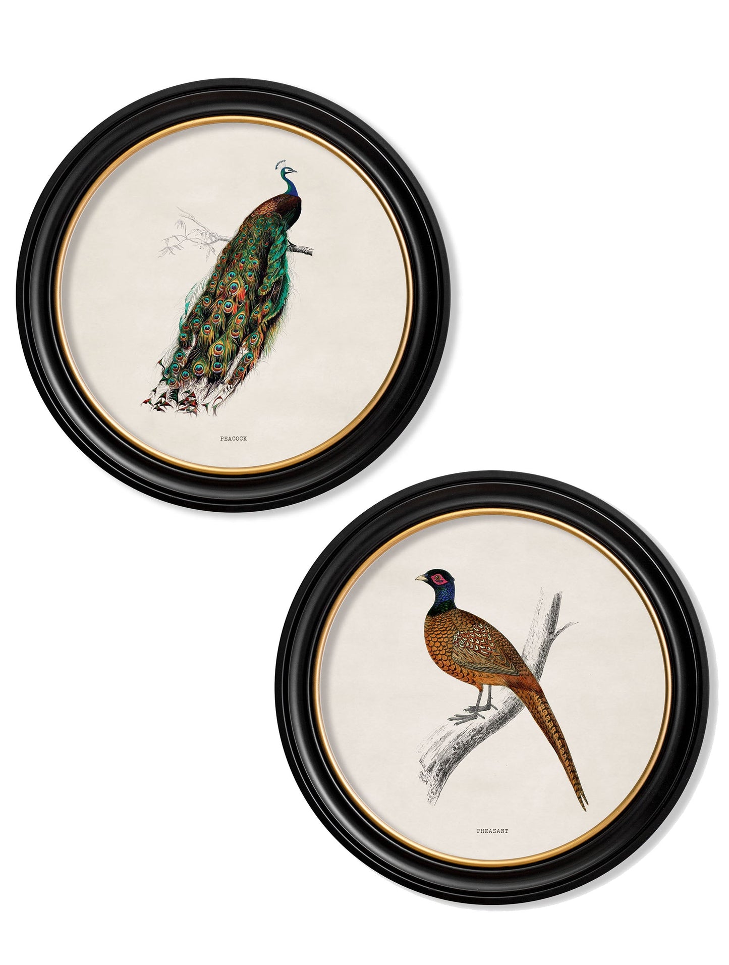 c.1809 British Birds in Round Frames detail – Leya Buster Interiors