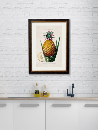 c.1843 Pineapple Plant – framed wall art at Leya Buster Interiors