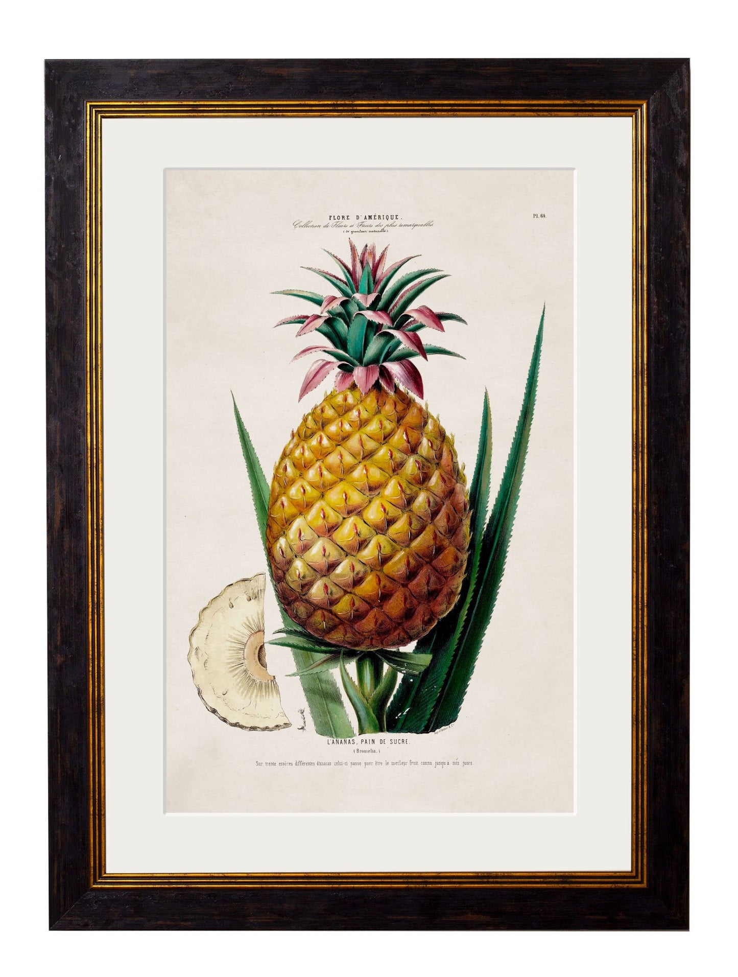 c.1843 Pineapple Plant detail – Leya Buster Interiors