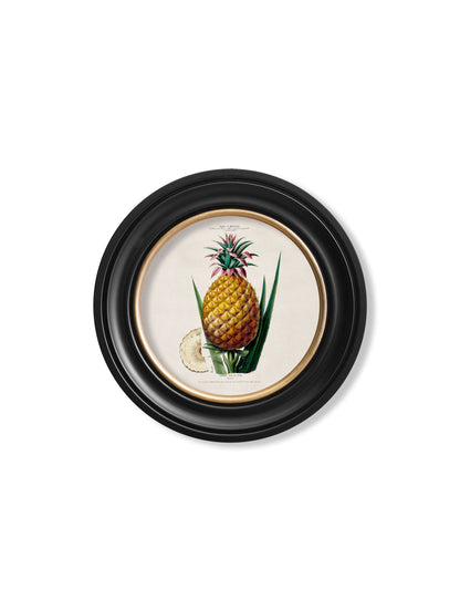 c.1843 Pineapple Plant – Round Frame styled view – Leya Buster Interiors