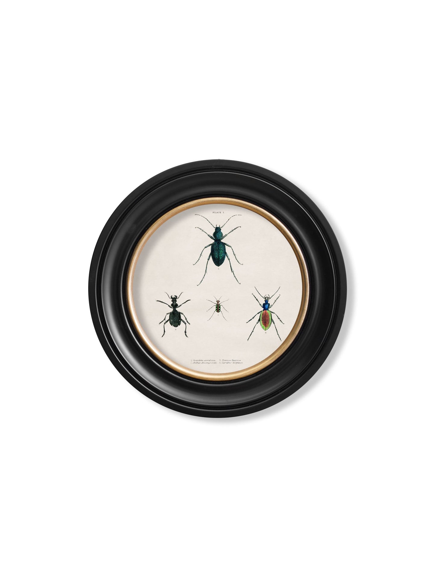 c.1836 Beetle Plates – Round Frame styled view – Leya Buster Interiors
