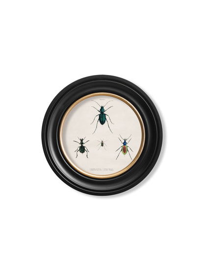 c.1836 Beetle Plates – Round Frame styled view – Leya Buster Interiors