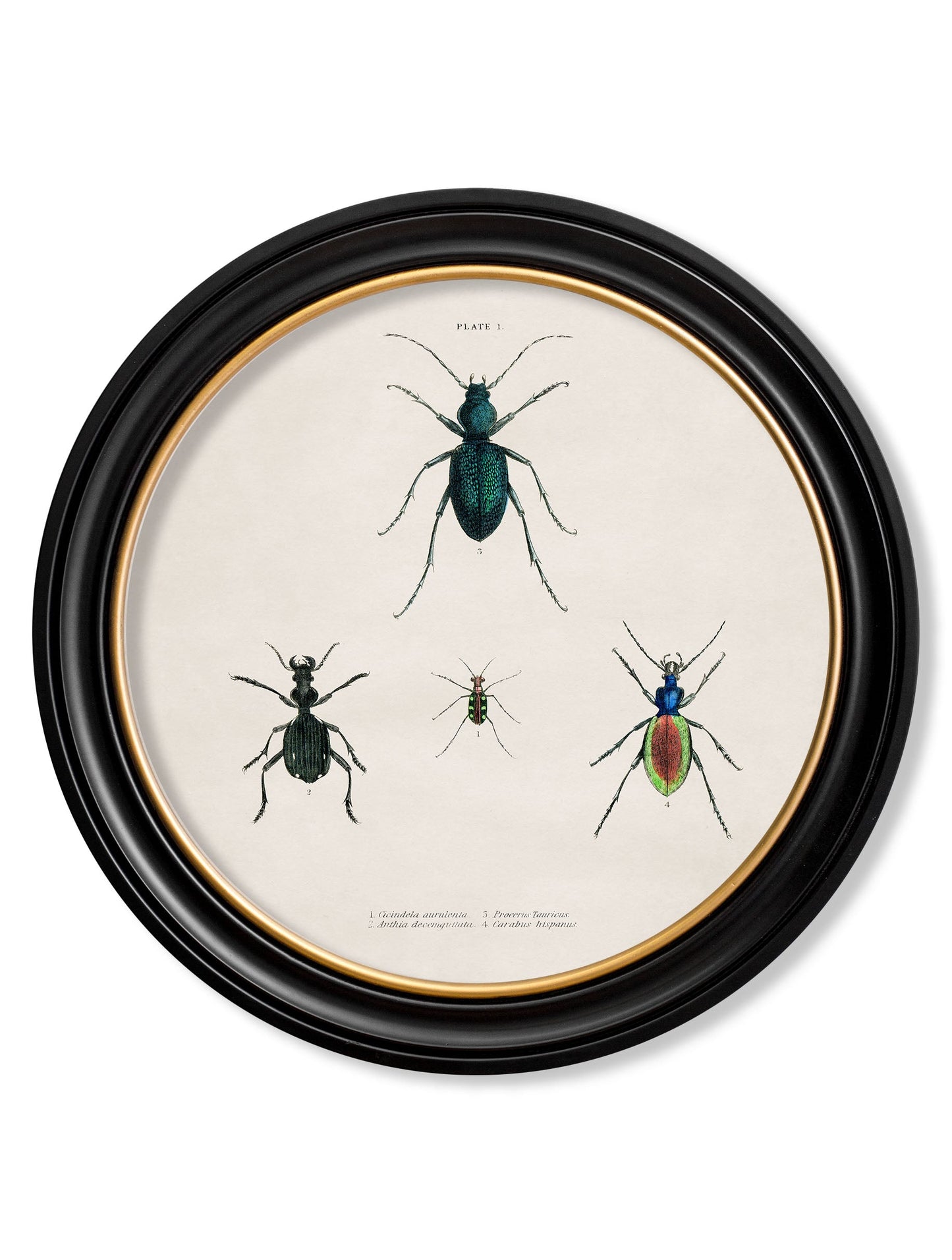 c.1836 Beetle Plates – Round Frame styled view – Leya Buster Interiors