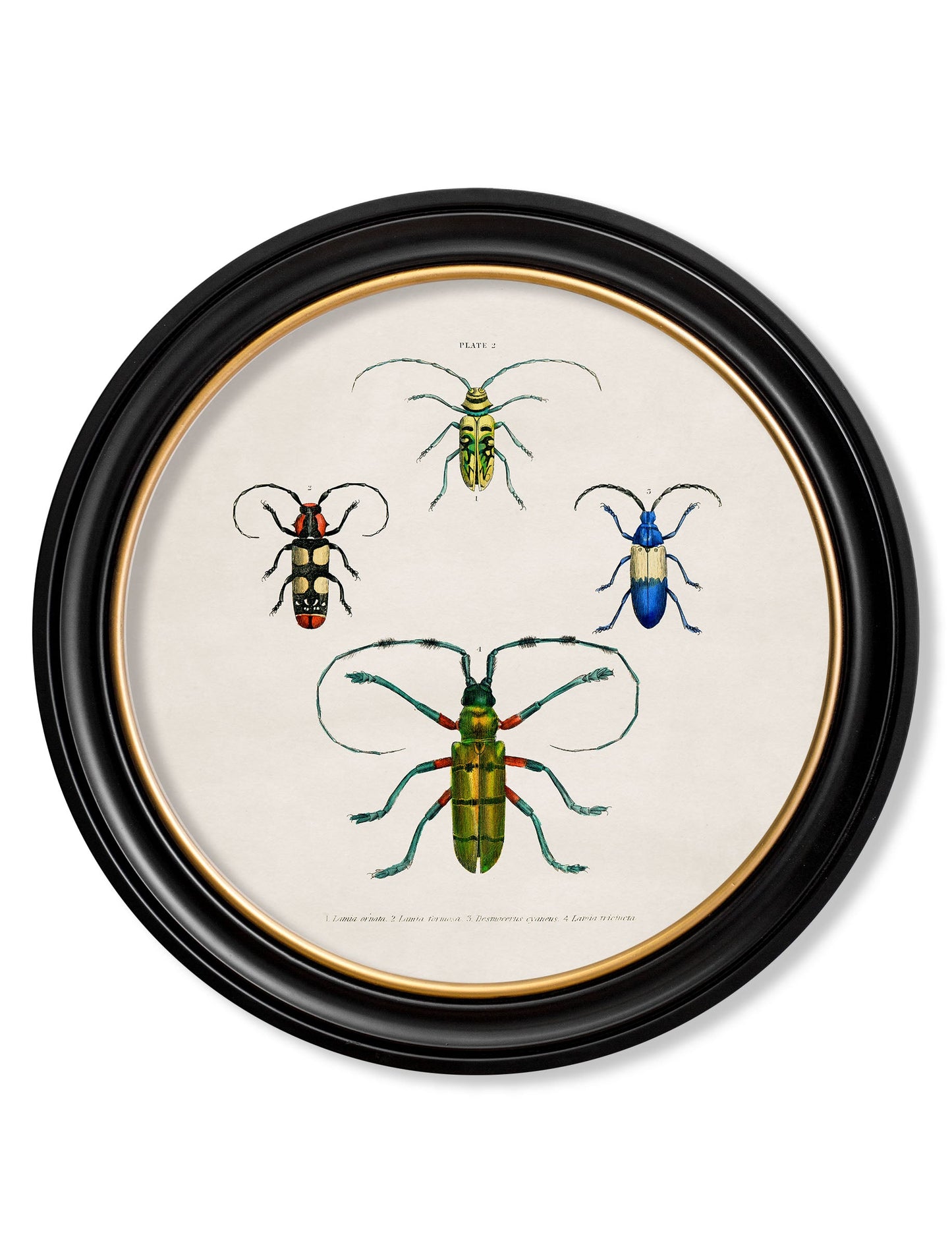 c.1836 Beetle Plates – Round Frame styled view – Leya Buster Interiors