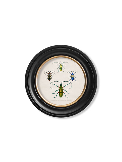 c.1836 Beetle Plates – Round Frame styled view – Leya Buster Interiors