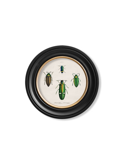c.1836 Beetle Plates – Round Frame styled view – Leya Buster Interiors