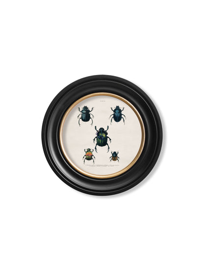 c.1836 Beetle Plates – Round Frame styled view – Leya Buster Interiors