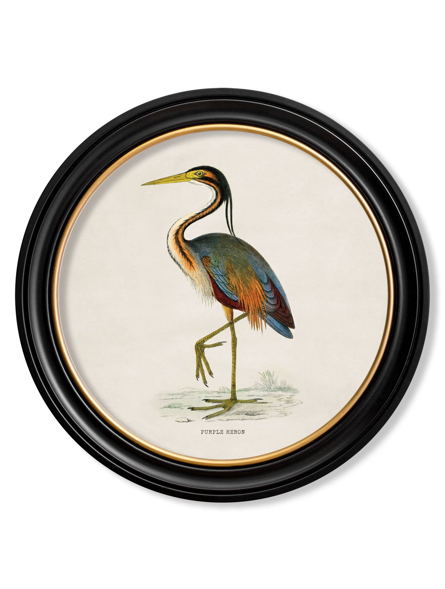 c.1870 Wading Birds in Round Frames styled view – Leya Buster Interiors