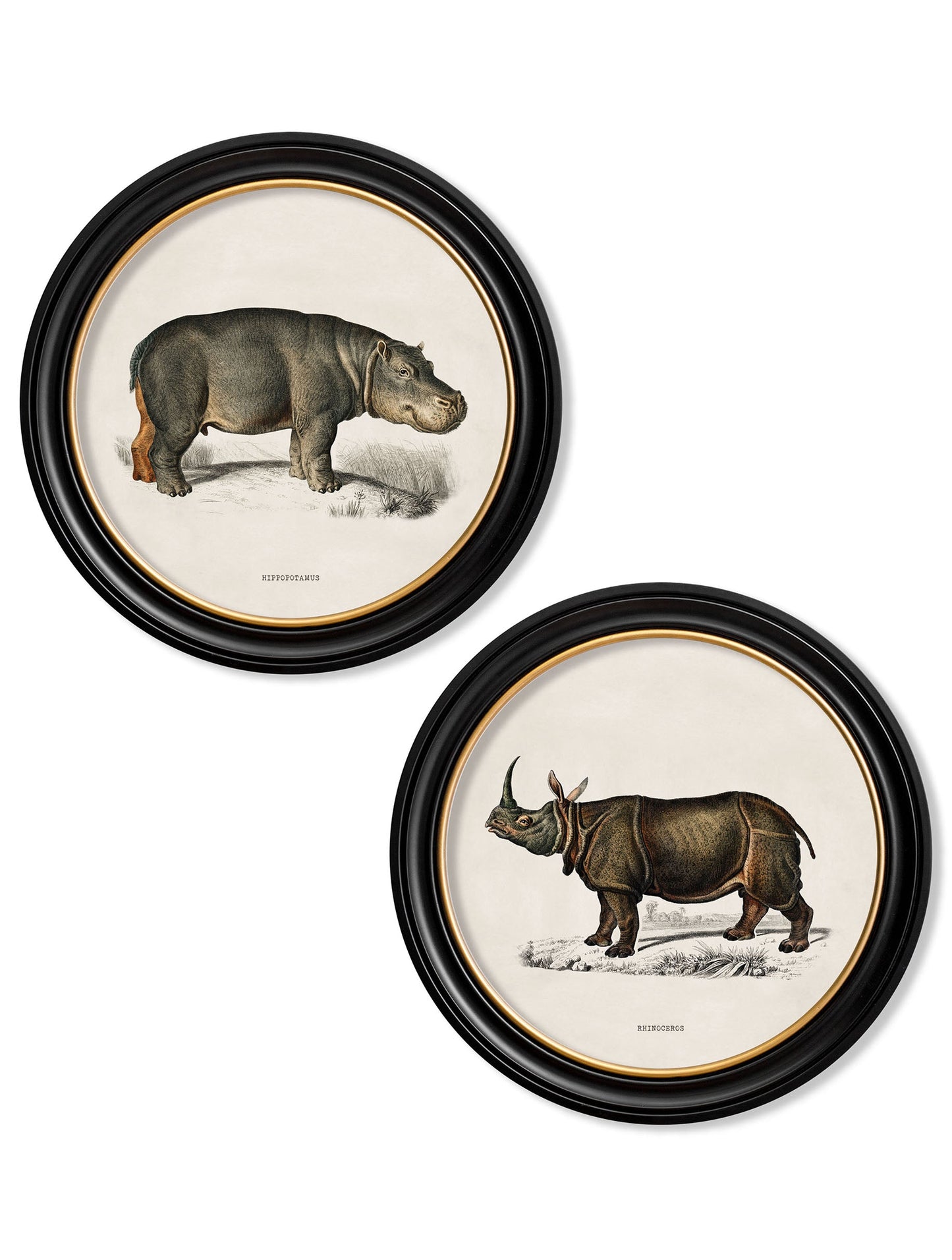 c.1846 Rhino & Hippo – Round Frames detail – Leya Buster Interiors