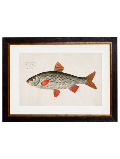c.1785 Fresh Water Fish styled view – Leya Buster Interiors