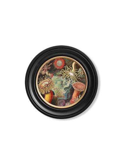 c.1904 Haeckel Flora and Fauna – Round Frames styled view – Leya Buster Interiors