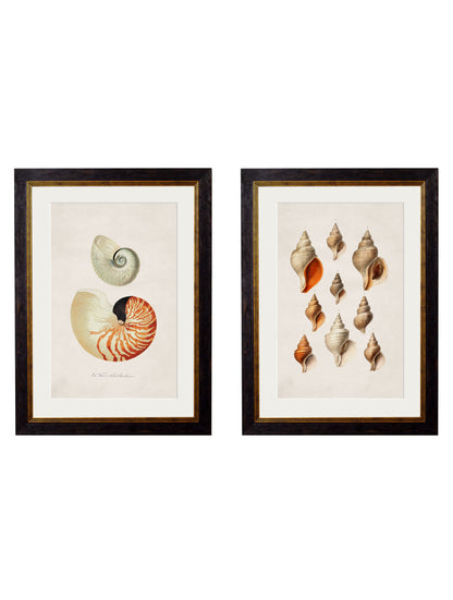 c.1848 Studies of Shells detail – Leya Buster Interiors