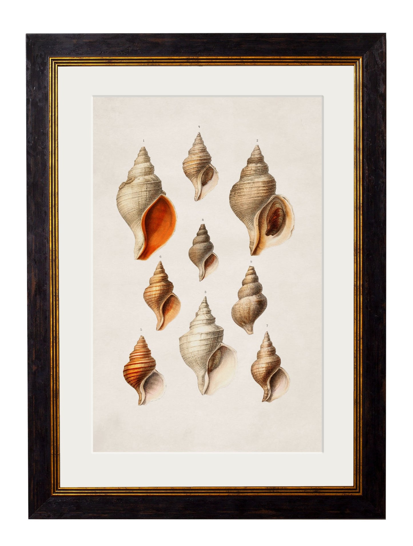 c.1848 Studies of Shells styled view – Leya Buster Interiors