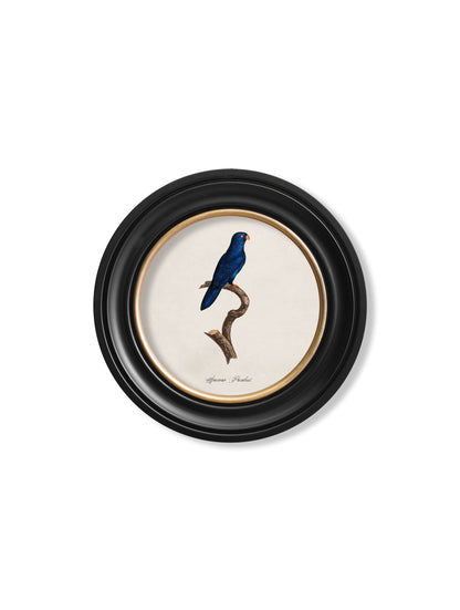 C.1800's Collection of Parrots in Round Frames 1 styled view – Leya Buster Interiors