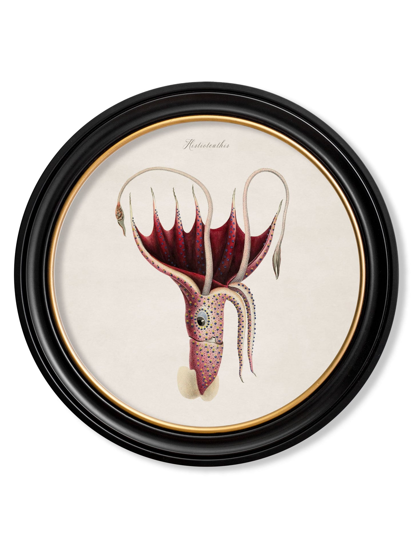 c.1876 Marine Animals in Round Frames styled view – Leya Buster Interiors
