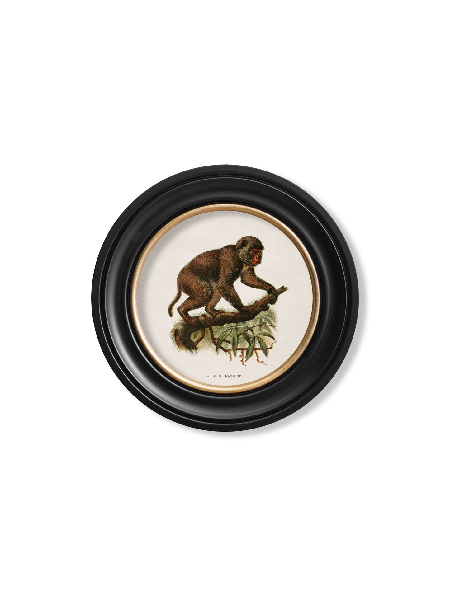 c.1910 Collection of Primates in Round Frames styled view – Leya Buster Interiors