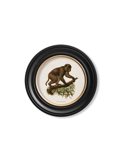 c.1910 Collection of Primates in Round Frames styled view – Leya Buster Interiors