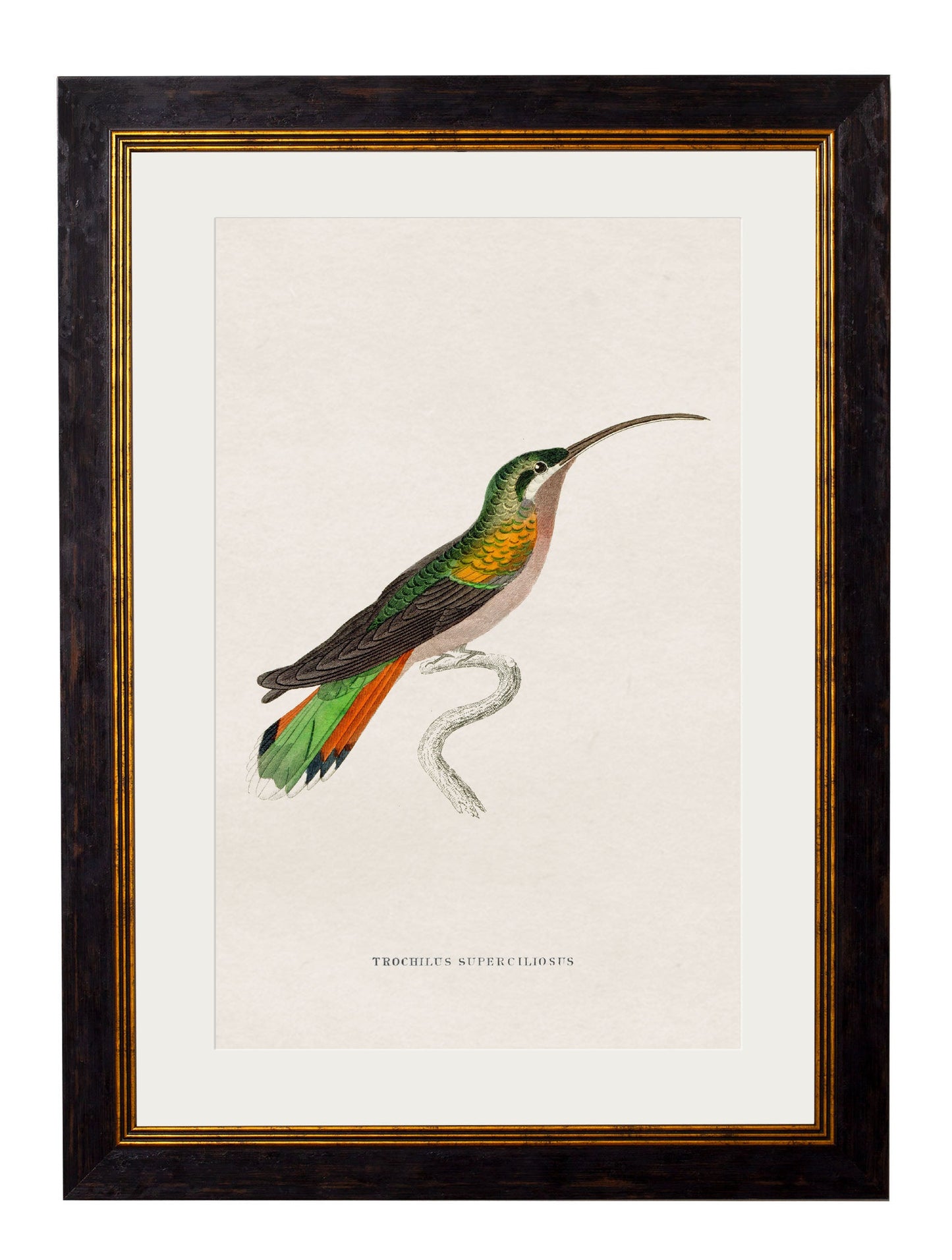 c.1833 Hummingbirds styled view – Leya Buster Interiors