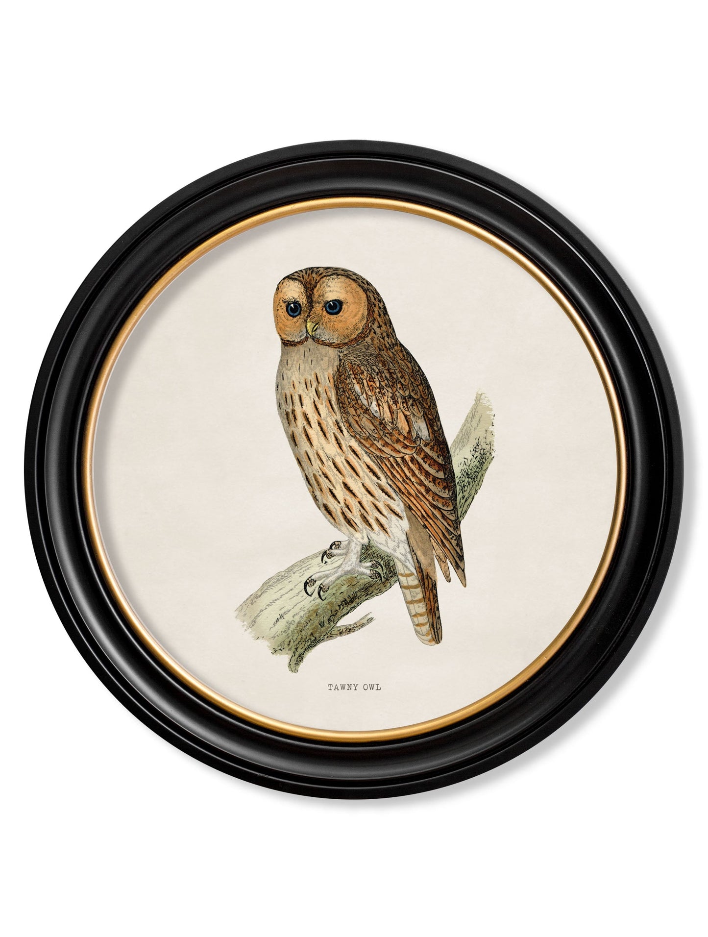 c.1870 British owls in Round Frames styled view – Leya Buster Interiors