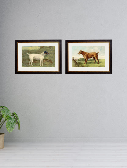 c.1881 Terriers – framed wall art at Leya Buster Interiors